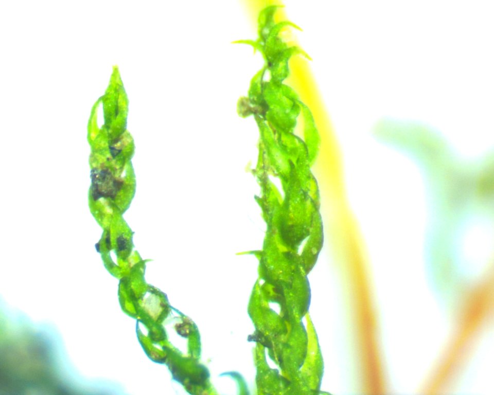 Hygroamblystegium varium 61462611