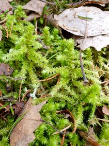 Hylocomiadelphus triquetrus 115894003