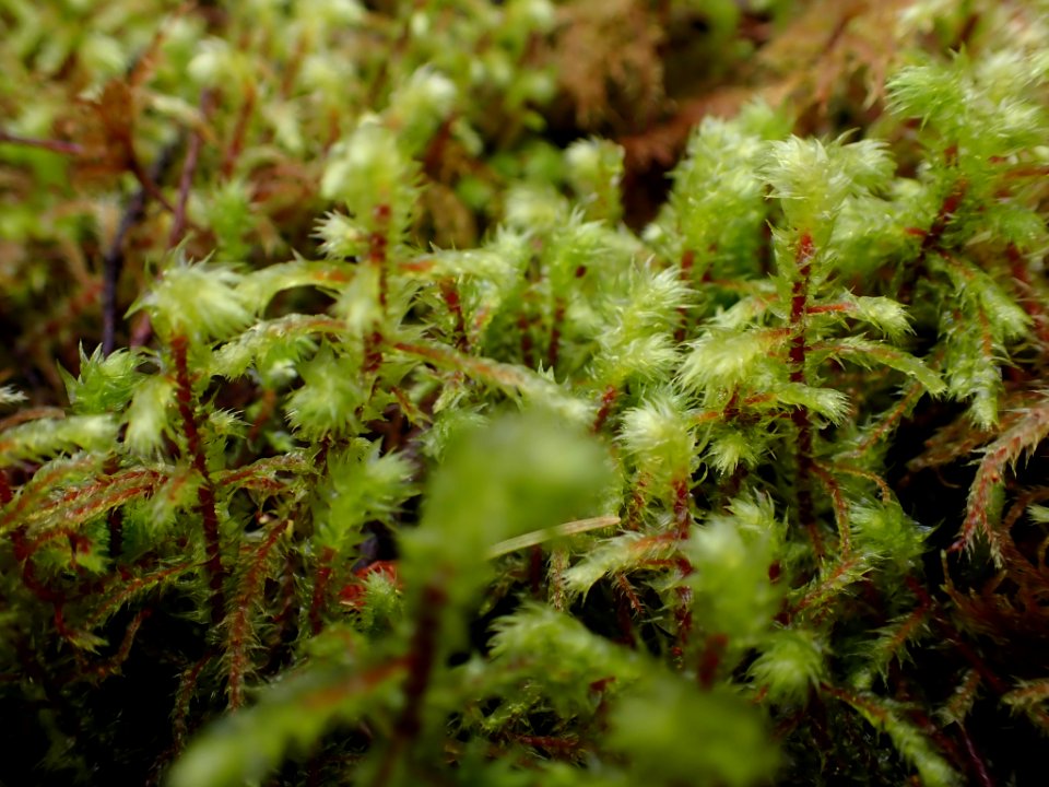 Hylocomiadelphus triquetrus 135681893