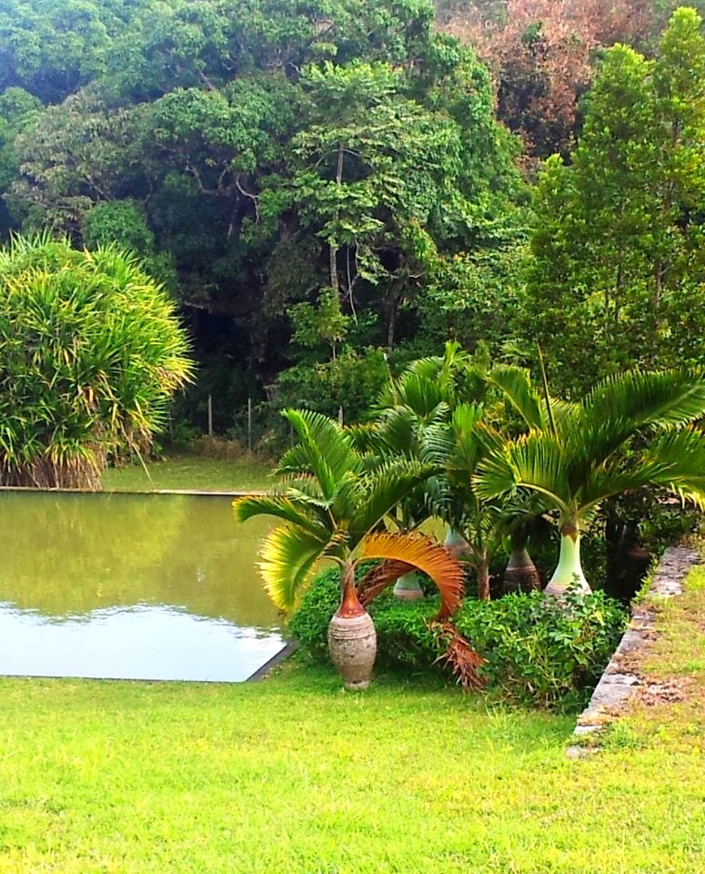 Hyophorbe lagenicaulis bottle palms - Vallee de Ferney Mauritius 1