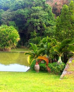 Hyophorbe lagenicaulis bottle palms - Vallee de Ferney Mauritius 1