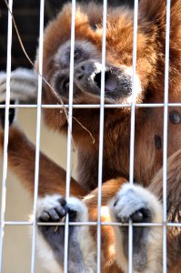 Hylobates lar in Tobu Zoo Park 001