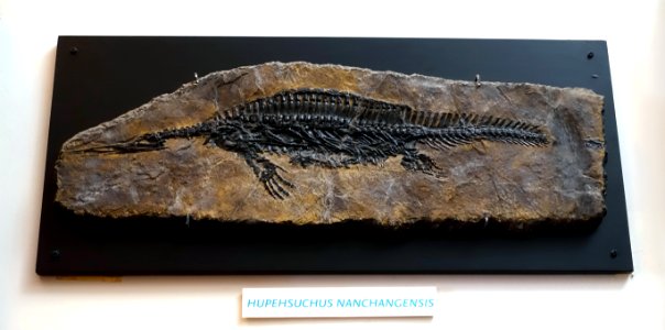 Hupehsuchus nanchangensis - Redpath Museum - McGill University - Montreal, Canada - DSC07784
