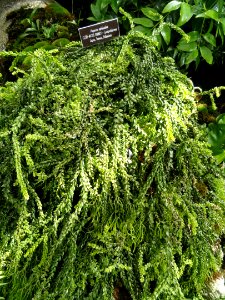 Huperzia salvinioides - United States Botanic Garden - DSC09567 photo