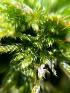 Hypnum cupressiforme 107735776