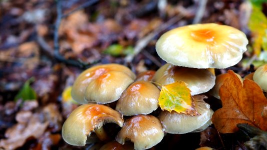 Hypholoma fasciculare 99691368