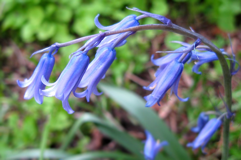 Hyacinthoides non-scripta, 2021-05-02, Beechview, 04