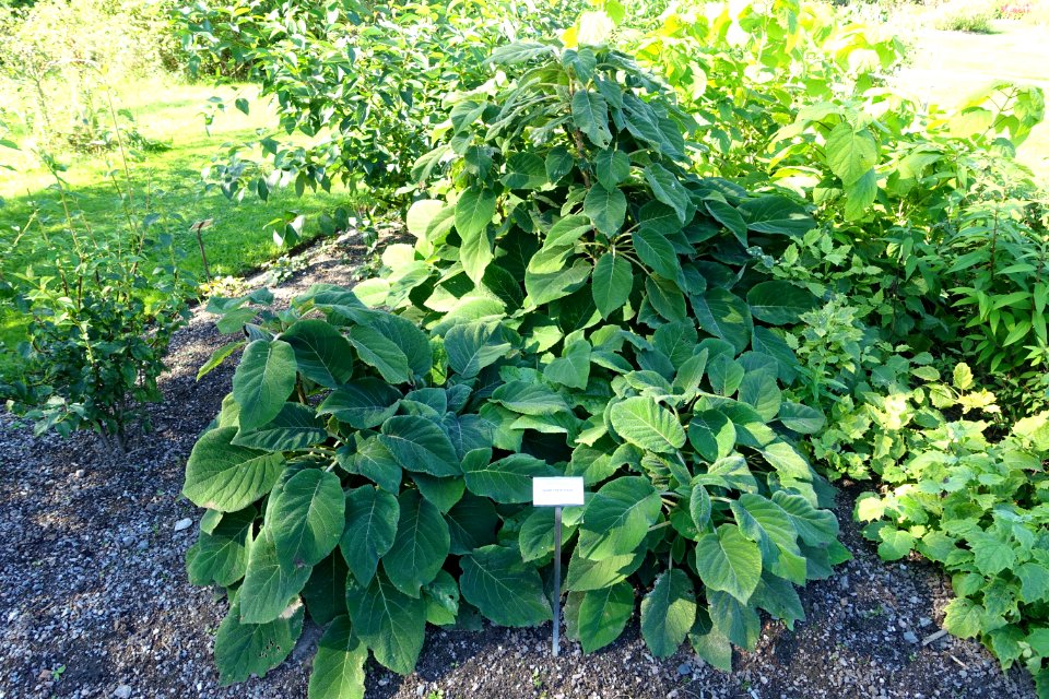 Hydrangea aspera - Bergianska trädgården - Stockholm, Sweden - DSC00242