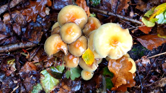 Hypholoma fasciculare 99691231