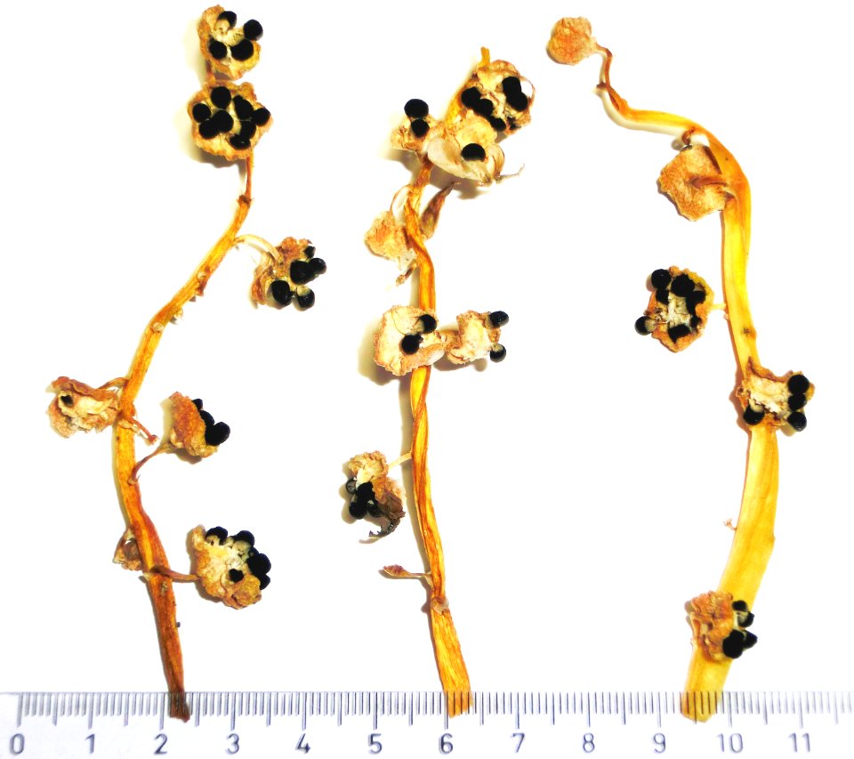 Hyacinthus orientalis Carnegie Ripe Seedpods