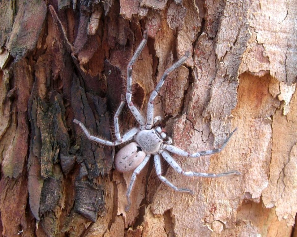 Huntsman spider Holconia sp