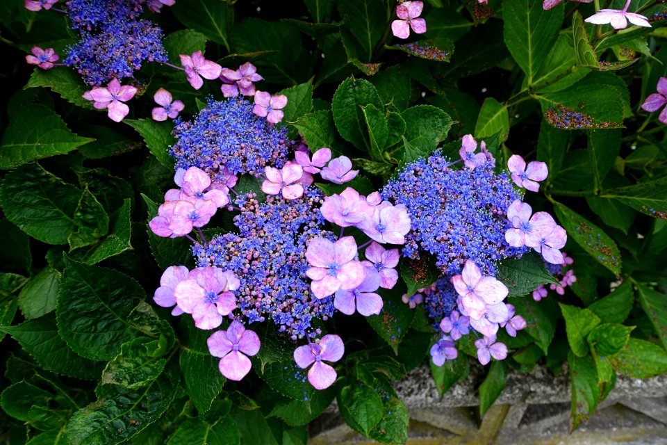 Hydrangea - Mutsu, Aomori - DSC00146