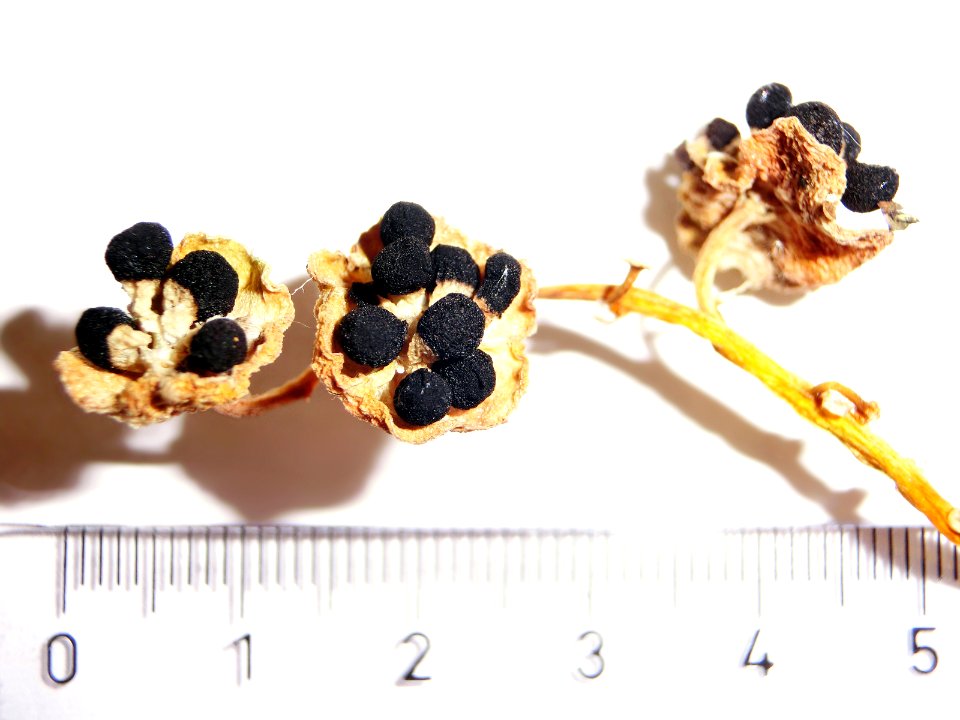 Hyacinthus orientalis Carnegie Ripe Seedpods Close-up