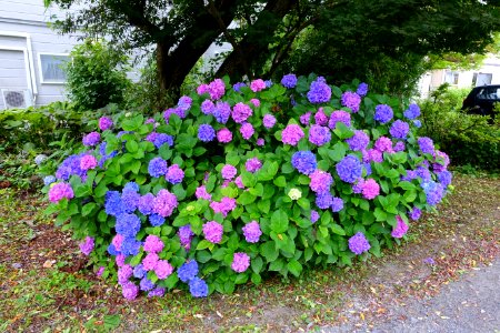 Hydrangea - Mutsu, Aomori - DSC00015