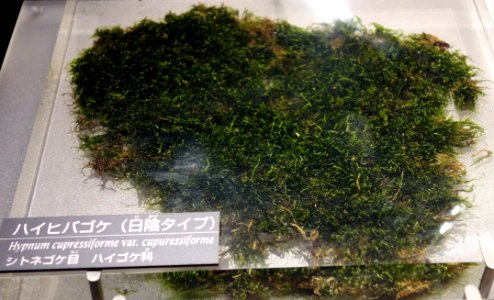 Hypnum cupressiforme var. cupressiforme - National Museum of Nature and Science, Tokyo - DSC07097