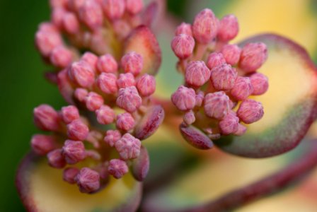 Hylotelephium sieboldii flower buds