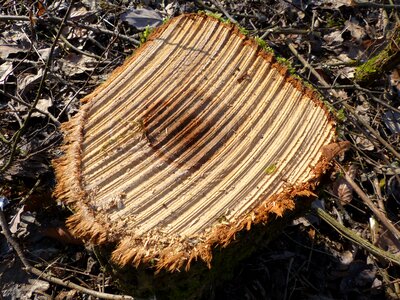 Sawed off tree log photo