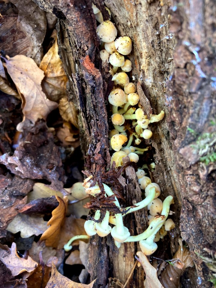 Hypholoma fasciculare 104807287