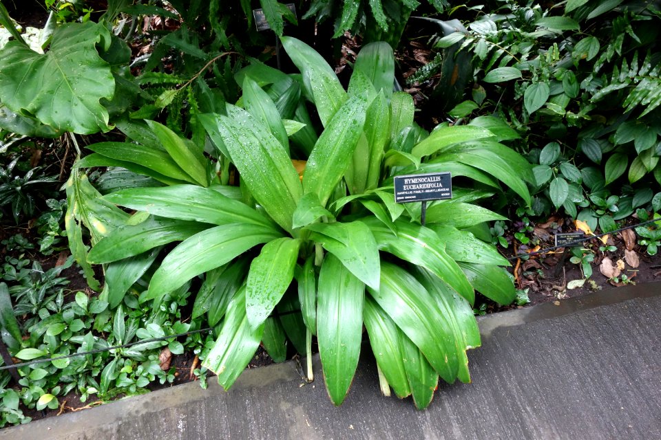 Hymenocallis eucharidifolia - Brooklyn Botanic Garden - Brooklyn, NY - DSC08168