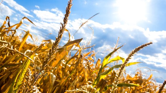 Field corn the cultivation of