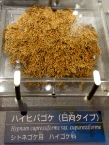 Hypnum cupressiforme var. cupressiforme - National Museum of Nature and Science, Tokyo - DSC07098