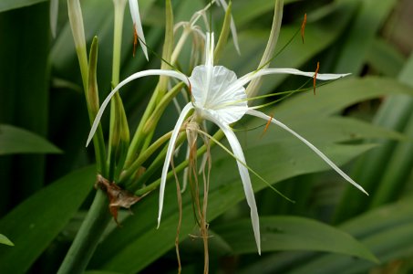 Hymenocallis-20070216-020