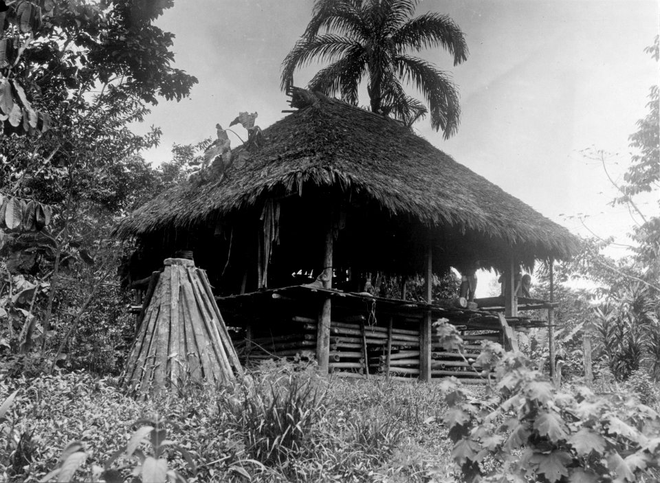 Hydda. Chocó. Colombia - SMVK - 004206