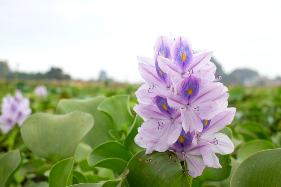 Hyacinth Flowers (206187205)