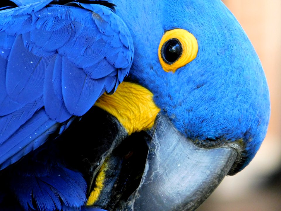 Hyacinth macaw at San Diego Zoo Safari Park
