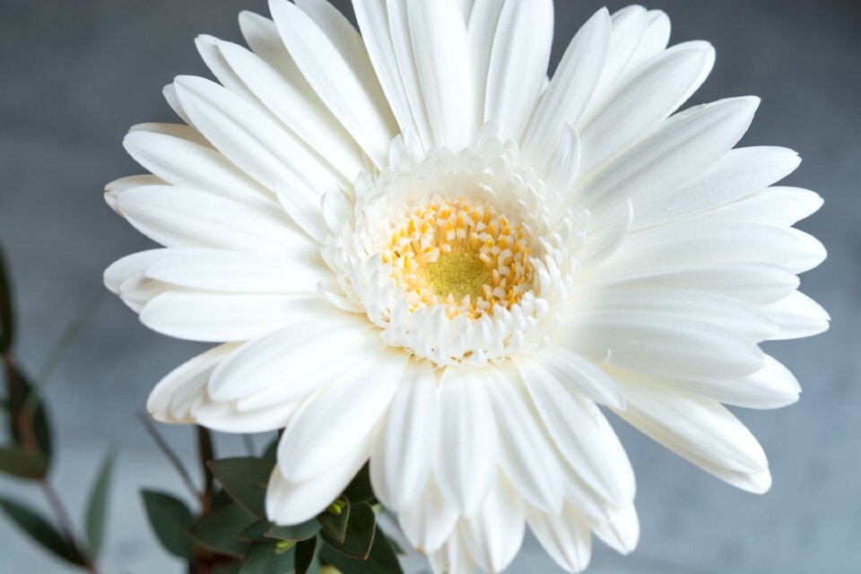 White flower blossom bloom
