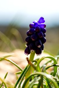 Hyacinth (148914049)