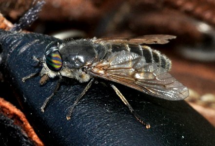 Hybomitra-auripila-01-fws