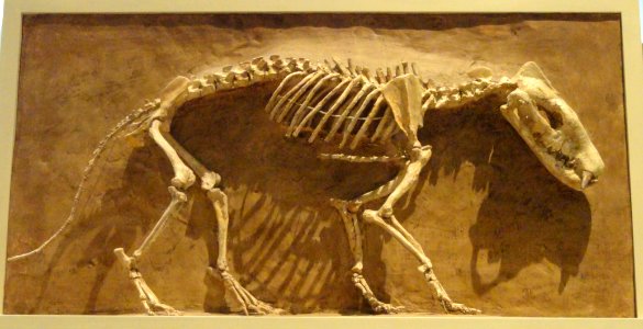 Hyaenodon horridus, Niobrara County, Wyoming, USA, Late Oligocene - Royal Ontario Museum - DSC00114
