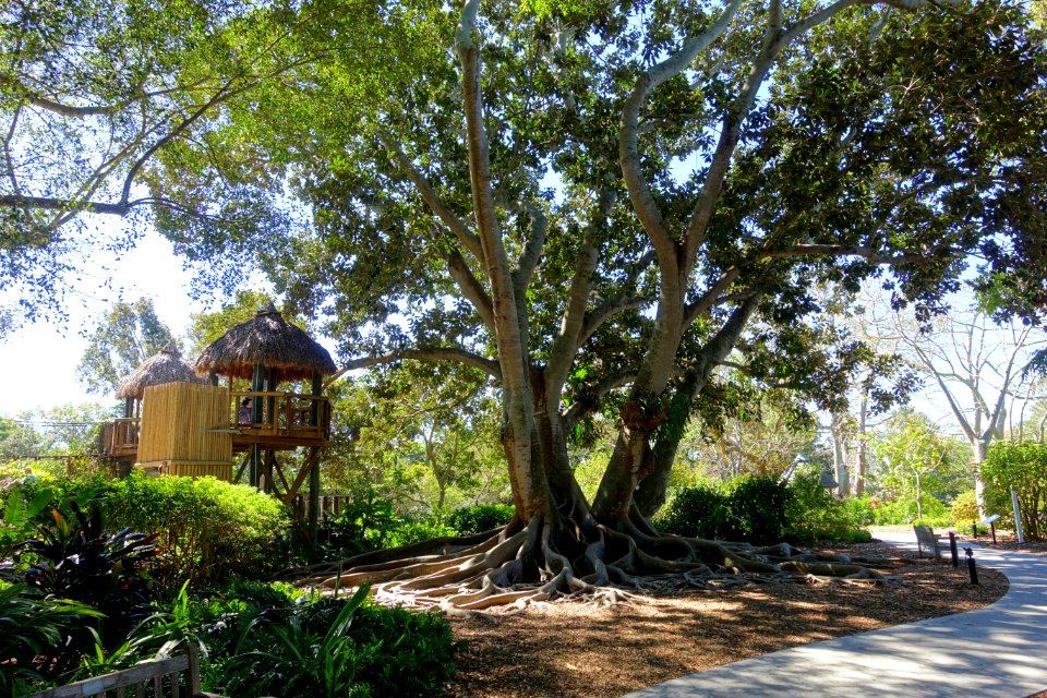 Huts and banyan - Marie Selby Botanical Gardens - Sarasota, Florida - DSC01230