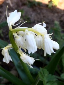 Hyacinthoides hispanica flower (36)