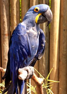 Hyacinth Macaw (Anodorhynchus hyacinthinus) at the Cougar Mountain Zoo 2014 photo