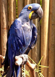 Hyacinth Macaw (Anodorhynchus hyacinthinus) at the Cougar Mountain Zoo 2014