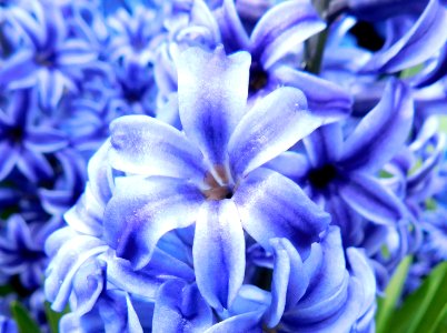 Hyacinthus orientalis blue jacket 2