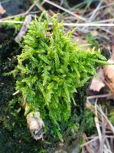Hypnum cupressiforme 110908874