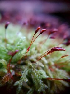 Hypnum cupressiforme 113785287