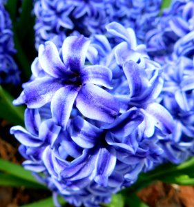 Hyacinthus orientalis blue jacket