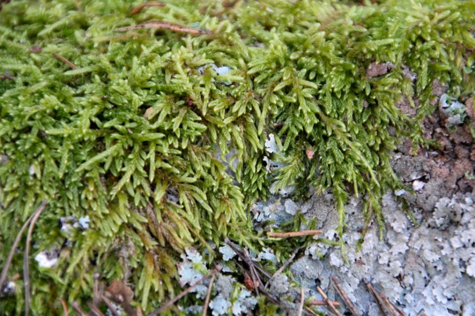 Hypnum cupressiforme 116330370