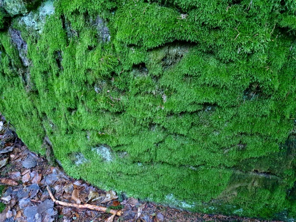 Hypnum cupressiforme 105667506