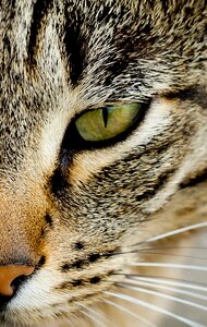 Cat's eyes green fur