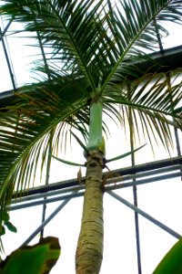 Hyophorbe verschaffeltii - Botanischer Garten - Heidelberg, Germany - DSC01132