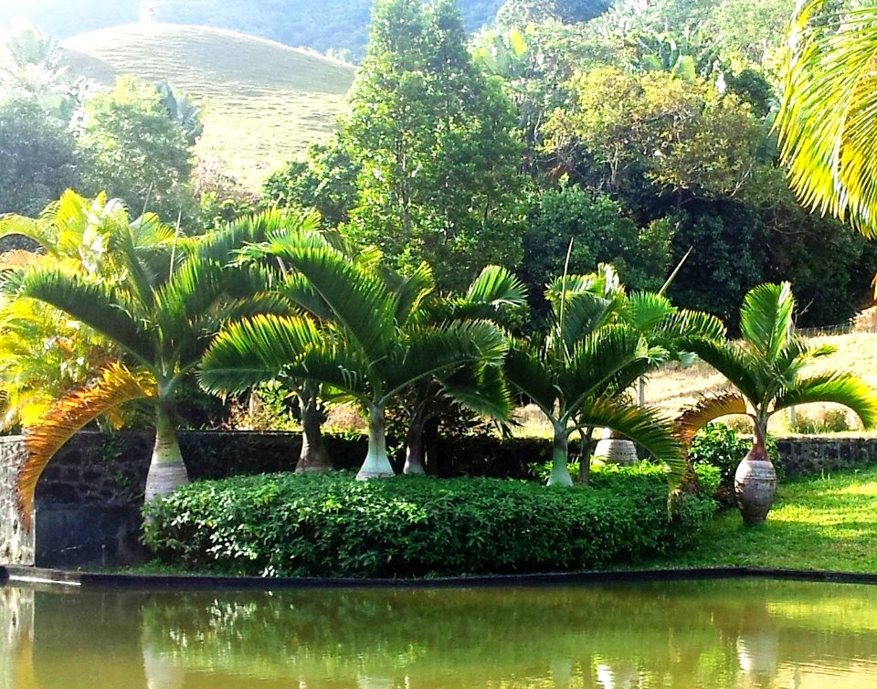 Hyophorbe lagenicaulis bottle palms - Vallee de Ferney Mauritius 2