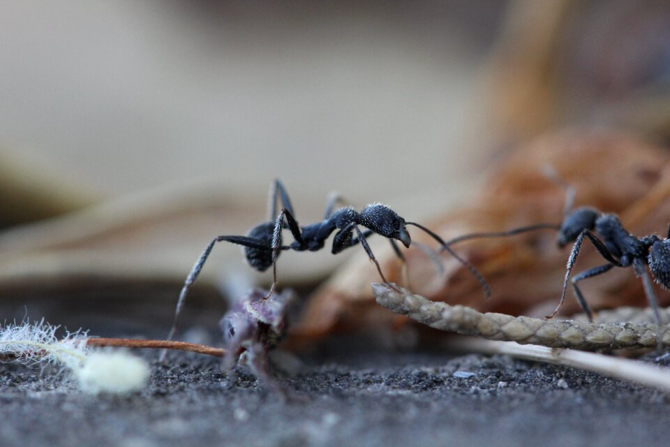 Ants insect garden