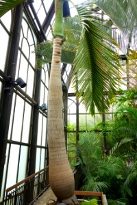 Hyophorbe lagenicaulis - Longwood Gardens - DSC01252