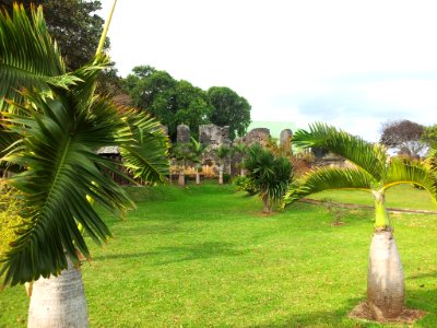 Hyophorbe lagenicaulis bottle palms - vieux grand port Mauritius