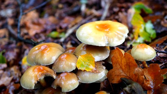 Hypholoma fasciculare 99691429